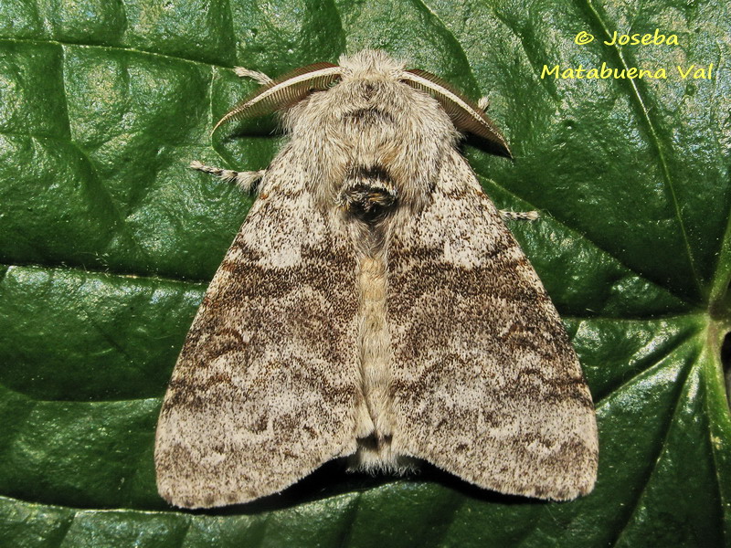 Calliteara pudibunda - Erebidae Lymantriinae